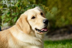 Pourquoi il ne faut jamais donner de la marijuana à votre chien