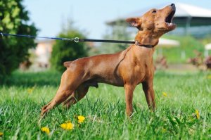 Est-il normal que mon chien n'aboie pas ?