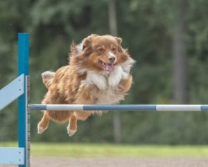 L'agilité canine : entraînement et nutrition