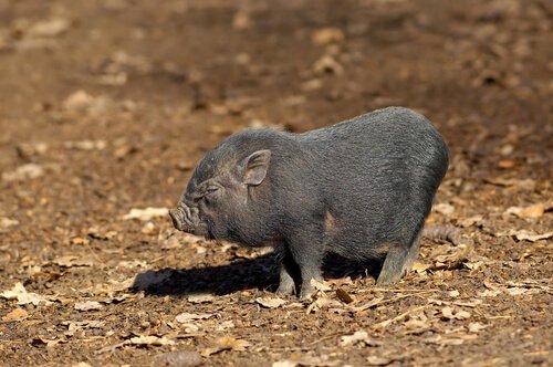 Un bébé cochon vietnamien