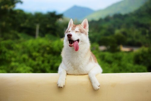 Un chien heureux