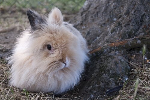 Comment élever un lapin nain angora ?