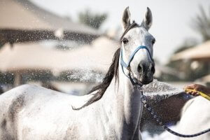 Comment rafraîchir votre cheval en été
