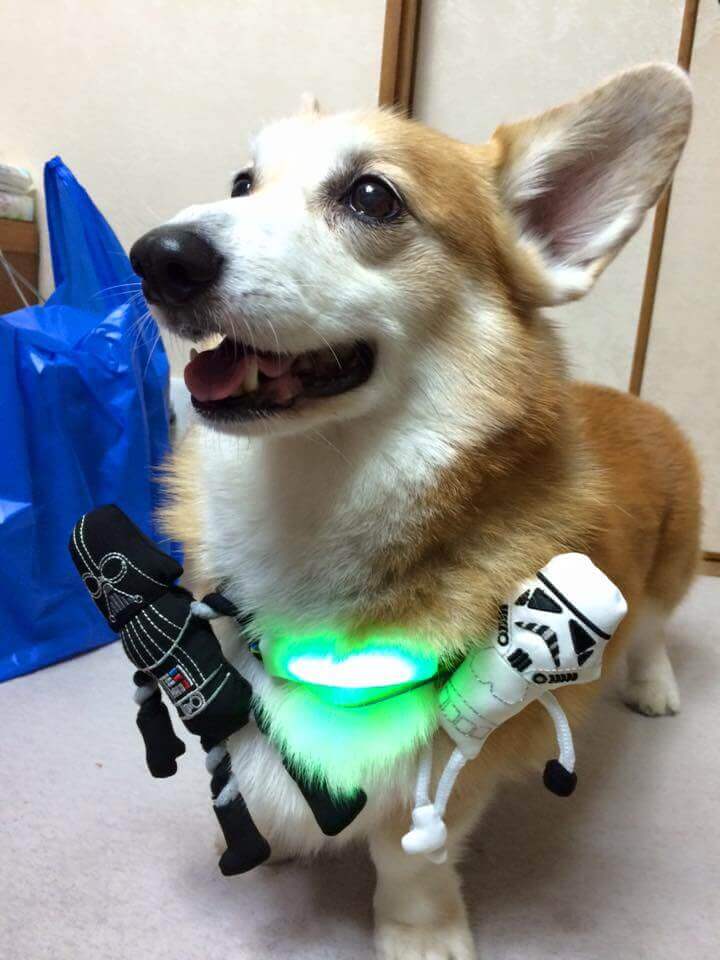 Un chien qui porte un collier Inupathy