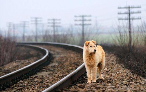 7 Choses à Savoir Avant De Sauver Un Chat Ou Un Chien Mes