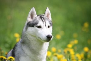 Le sauvetage d'une chienne enfermée dans une maison avec une fracture du bassin