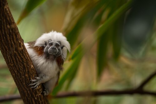 La protection du singe Titi à tête blanche