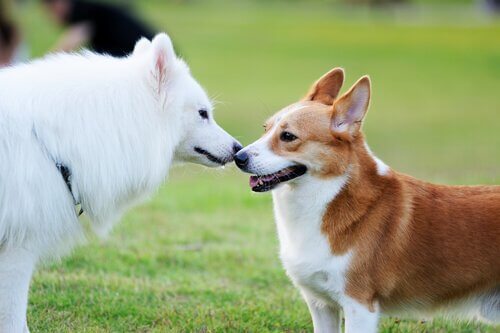 ce que les chiens sentent