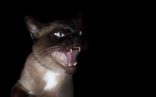 les causes de la phobie des chats