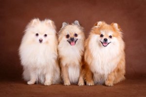 races de chiens rares : spitz nain