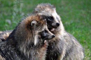 Le Tanuki, ou chien raton-laveur, un animal surprenant