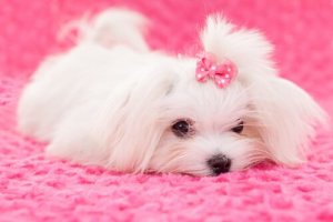 Pourquoi est-il mauvais de teindre les poils de votre animal ?