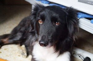 Thérapies élaborées pour les chiens rescapés