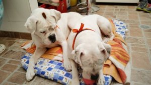 Toby et Sam chez Yamil Lasso