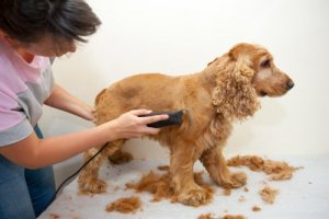 spa pour animaux de compagnie