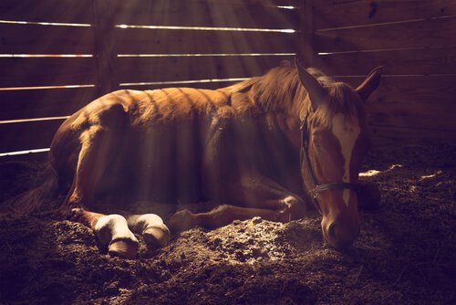 cheval ayant des coliques