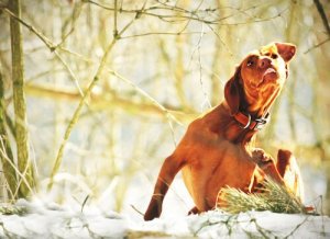 Combien de fois devez-vous vermifuger votre chien ?