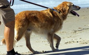 Voyager avec votre chien : oui ou non ?