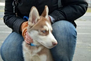 Vaut-il mieux acheter ou adopter ?