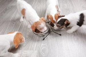 Croquettes ou pâtée pour chien : que choisir ?
