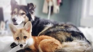 Découvrez des amitiés entre animaux rares et belles à la fois