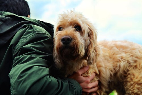 L'amitié entre les chiens et les Hommes