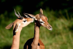 Habitat de la gazelle de Clarke
