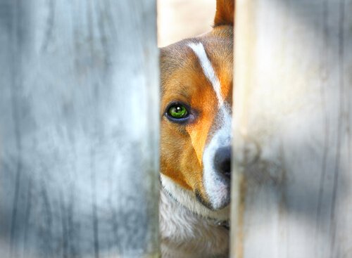 La Colombie et les lois de protection des animaux