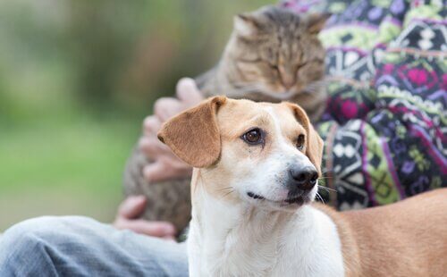 chiens ou chats