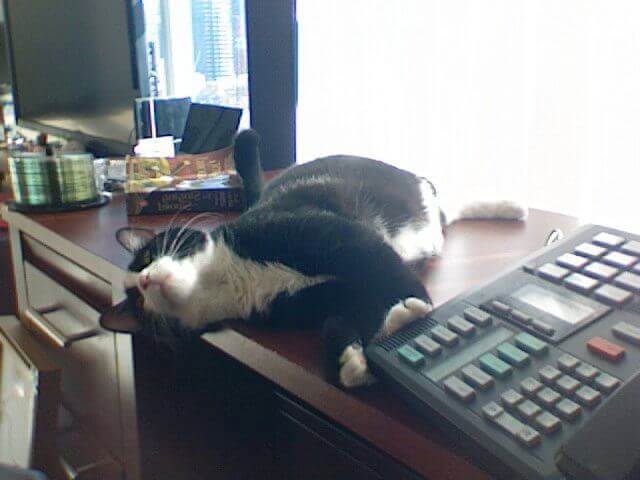 Meowingtons fait partie des animaux célèbres sur les réseaux sociaux