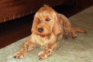 Découvrez le Basset fauve de Bretagne, un chien des plus amicaux