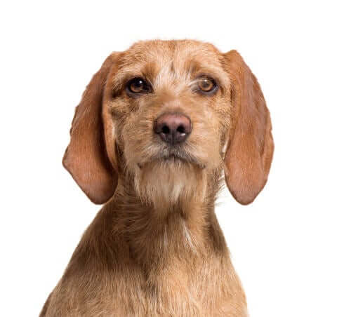 Basset fauve de Bretagne