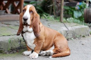 Basset Hound, chien calme et sympathique