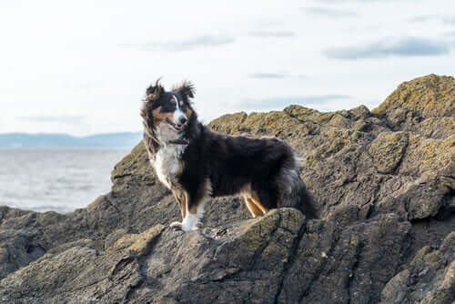 Berger des Shetland
