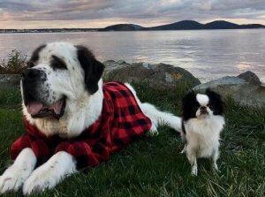 Blizzard et Lulu, deux drôles d'amis canins