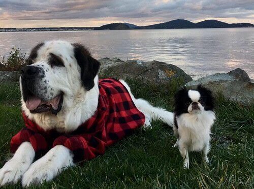 Blizzard et Lulu, deux drôles d'amis canins