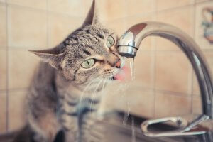 les chats ne boivent pas beaucoup d'eau