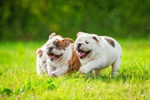 les chiens au museau aplati sont-ils plus affectueux ?