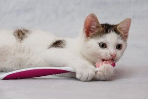 Apprenez à brosser les dents de votre chat