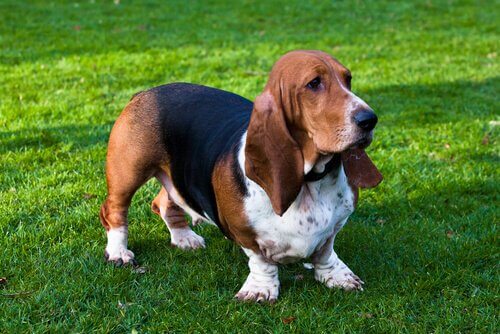 Les caractéristiques du Basset Hound