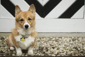 Est-il possible de changer le nom de mon chien ?