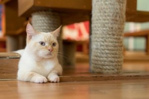les chats sont des animaux indépendants