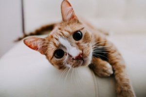 les chats ont des animaux indépendants