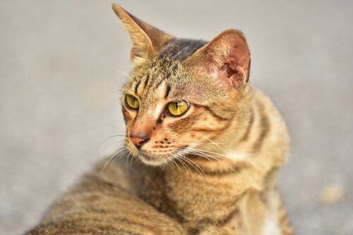 Un chat qui regarde derrière lui