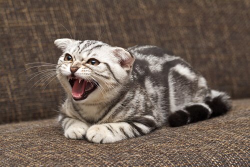 les significations des grognements des chats