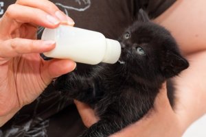 les chats et le lait