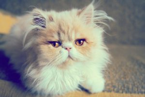 Chats persans, les aristocrates félins