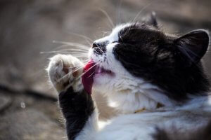 Pourquoi les chats aiment se lécher à ce point ?