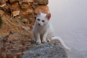 Que représentent les chats dans les différentes cultures ?