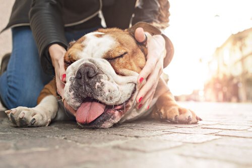 Les Chiens Au Museau Aplati Sont Les Plus Affectueux Mes